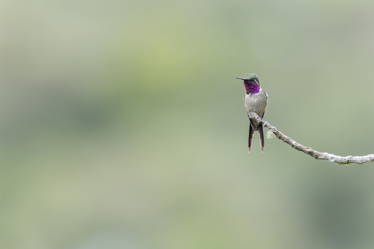 Amethyst Woodstar - ML645932435