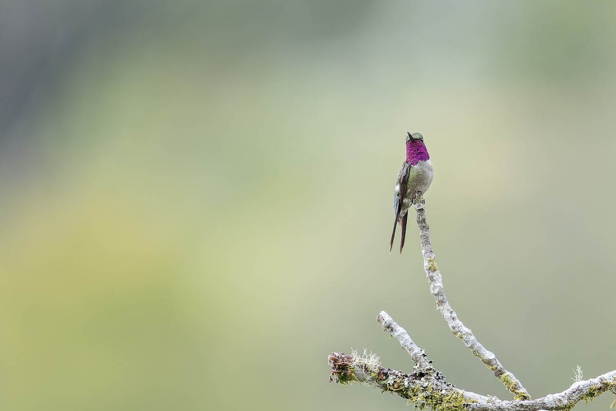 Amethyst Woodstar - ML645932436