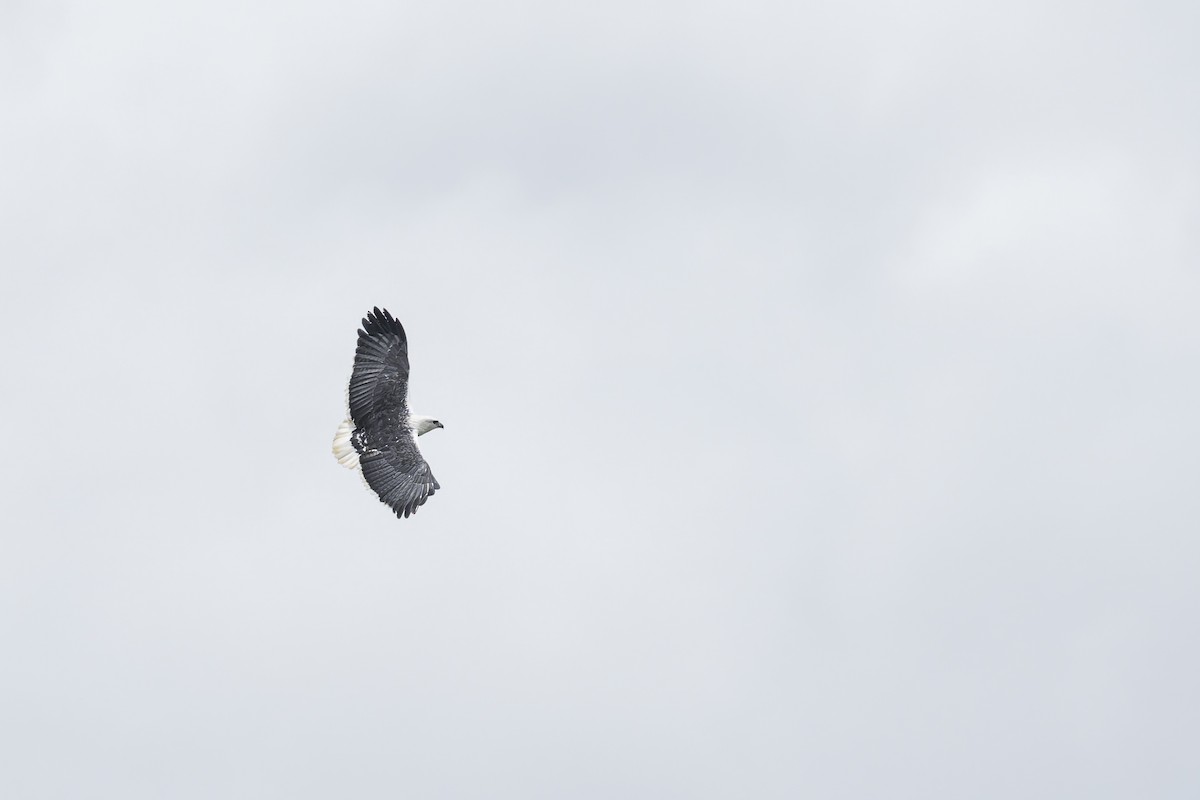 Mantled Hawk - ML645932444