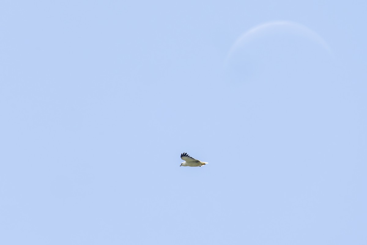 Mantled Hawk - ML645932446