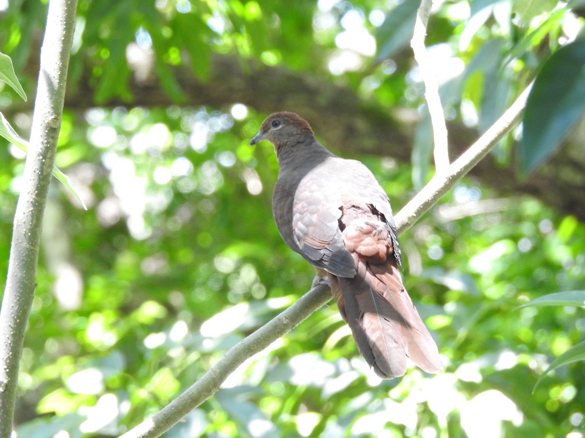Brown Cuckoo-Dove - ML645932472