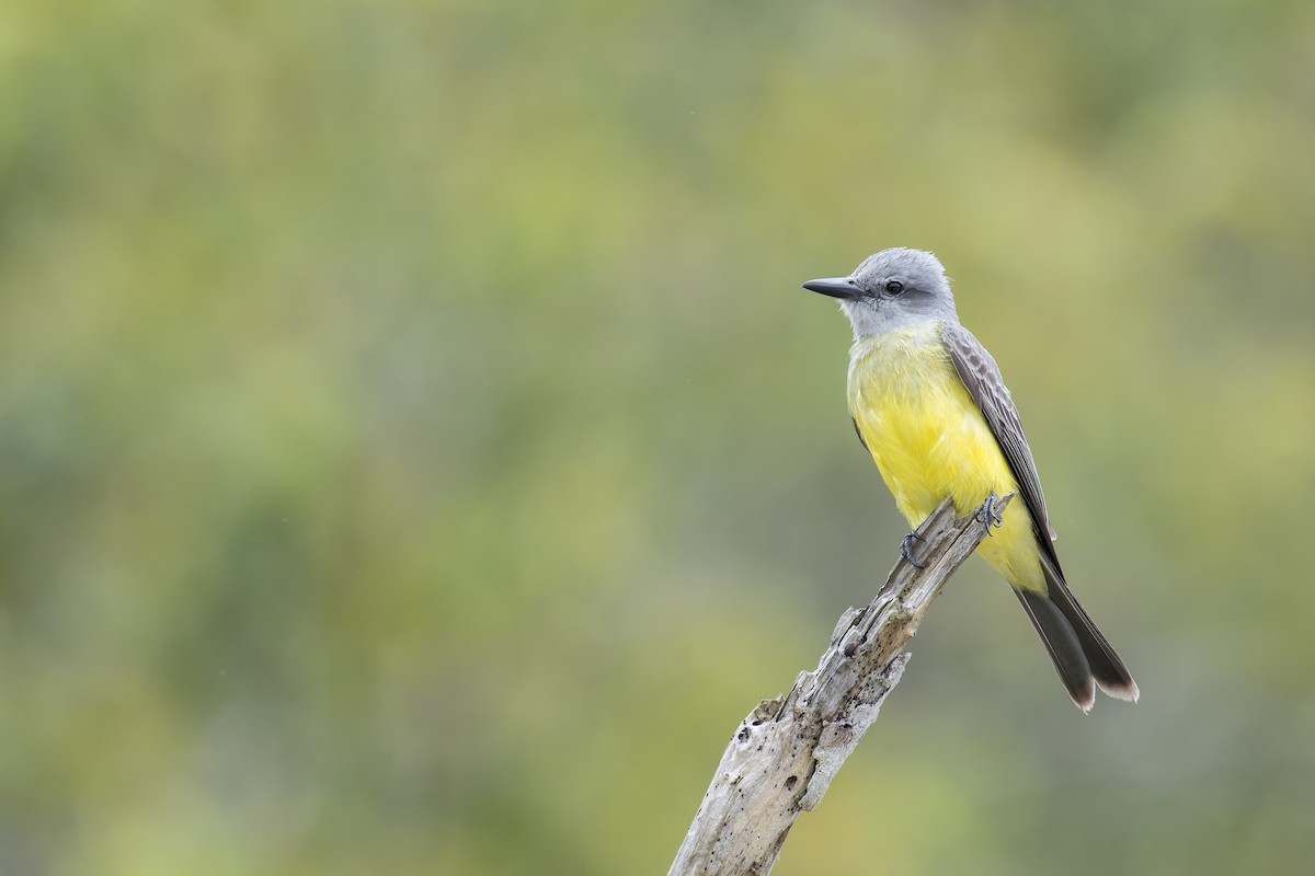 Tropical Kingbird - ML645932486