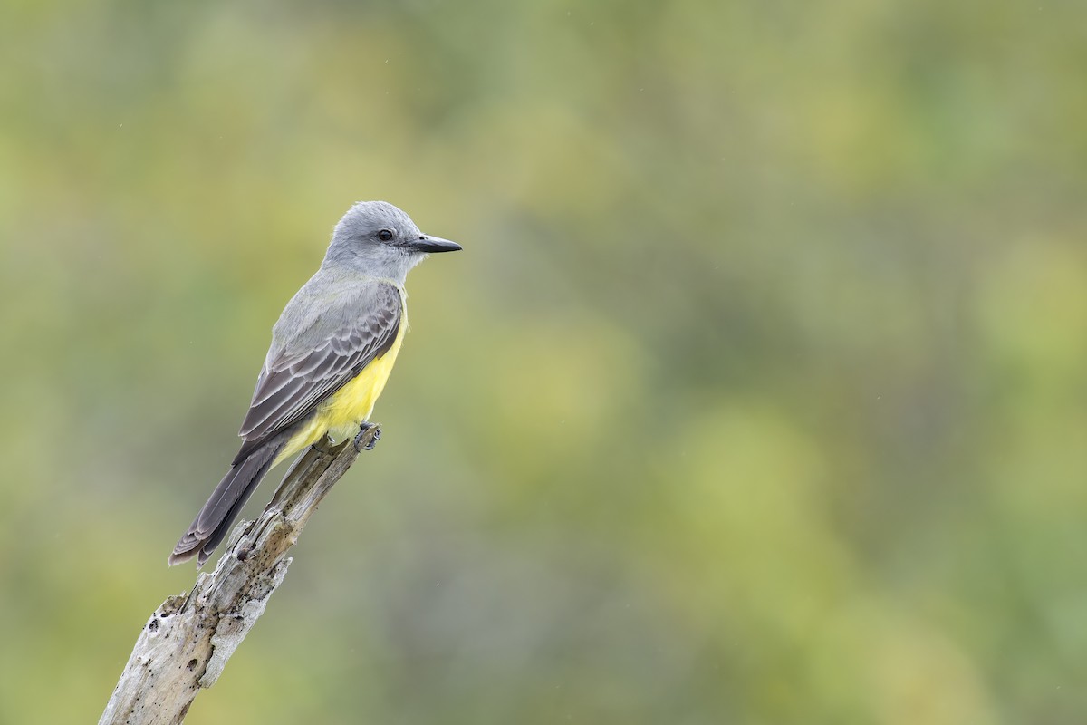Tropical Kingbird - ML645932487