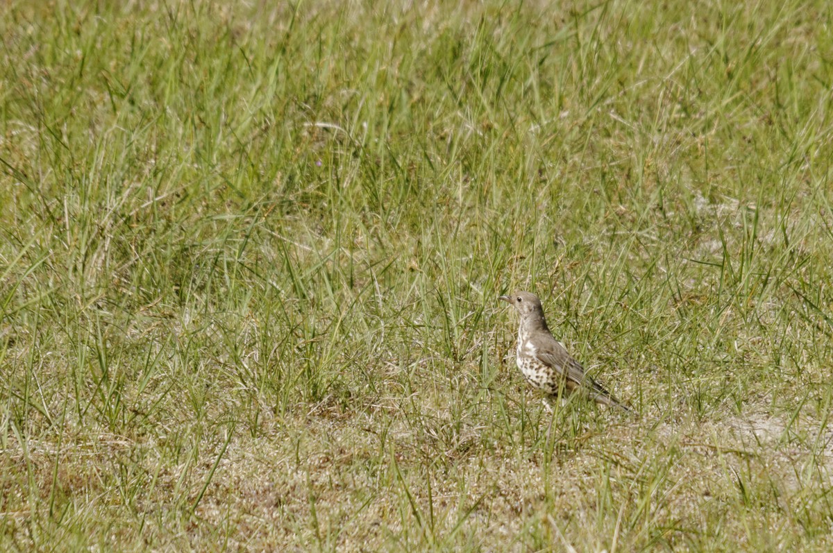 Grive draine - ML645932490