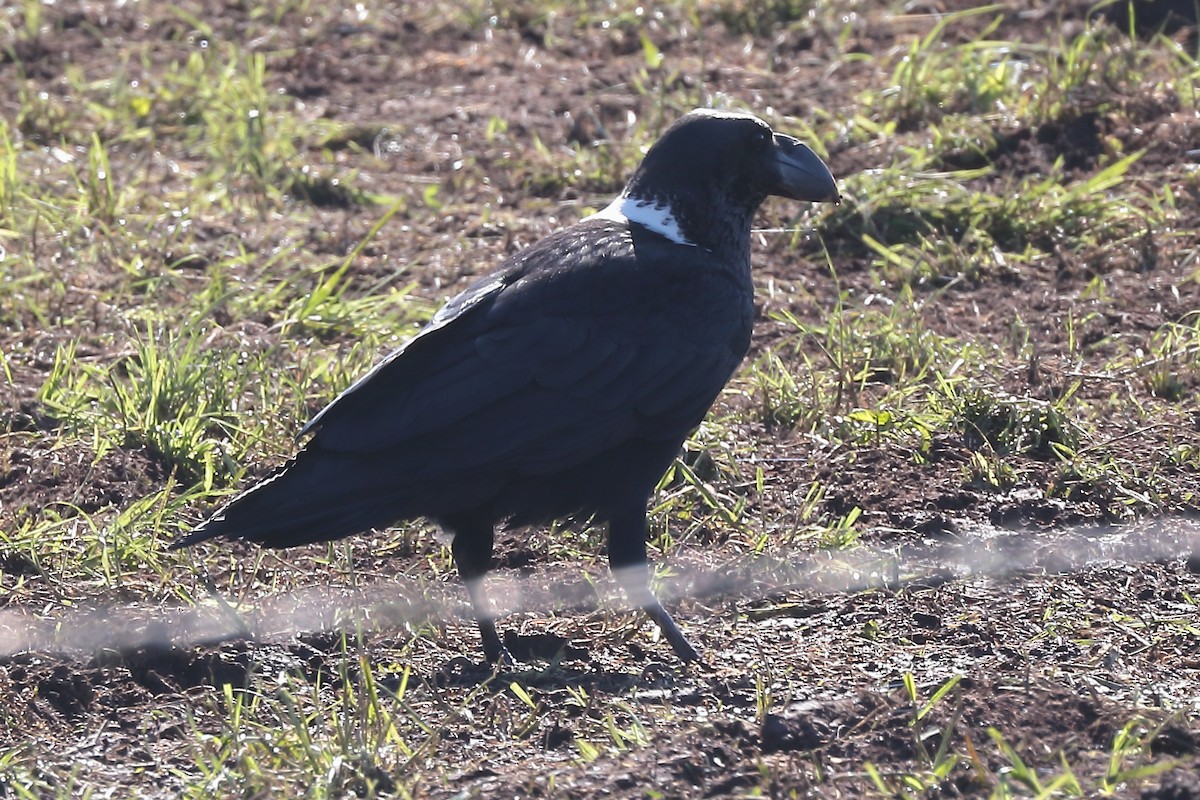 White-necked Raven - ML645932491