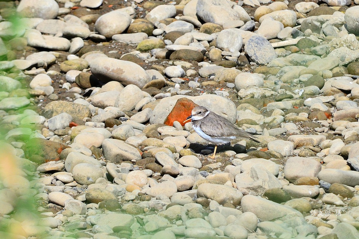 Long-billed Plover - ML645932492