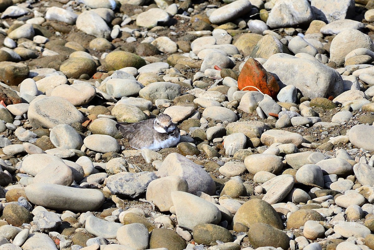 Long-billed Plover - ML645932493