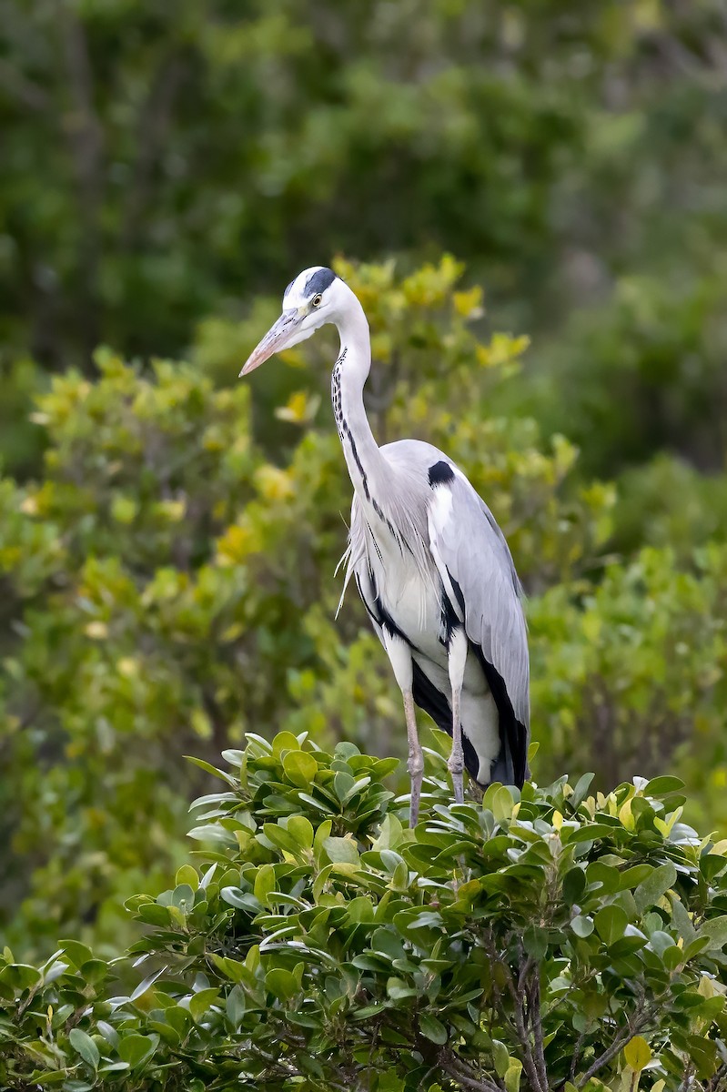 Gray Heron - ML645932517