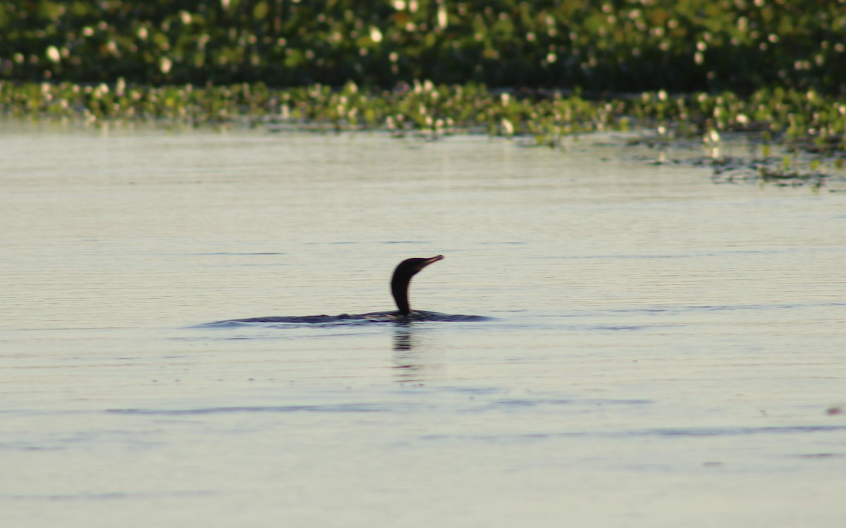 Neotropic Cormorant - ML645932518