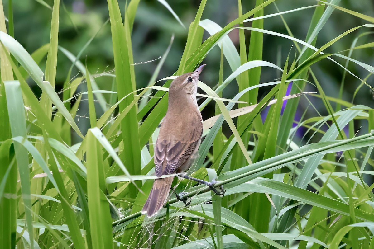 Oriental Reed Warbler - ML645932519