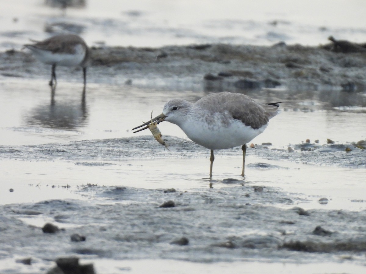 Nordmann's Greenshank - ML645932520
