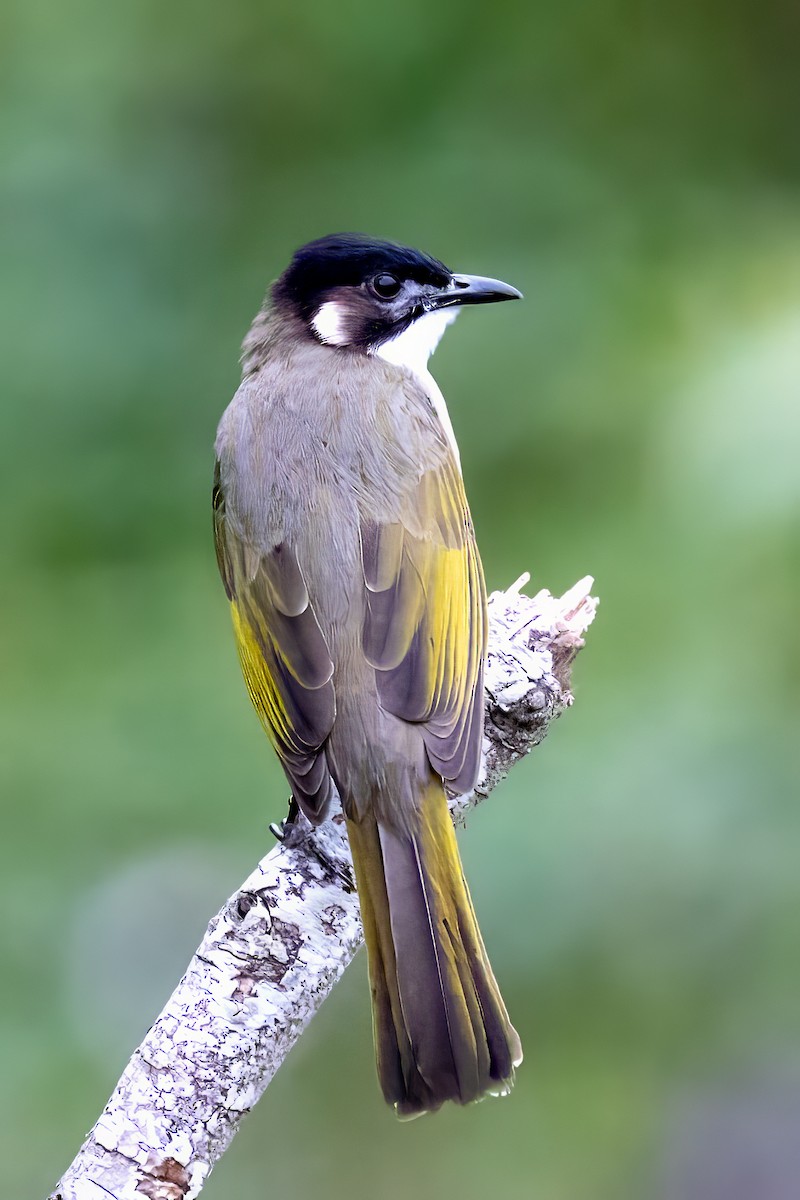 Light-vented Bulbul - ML645932521