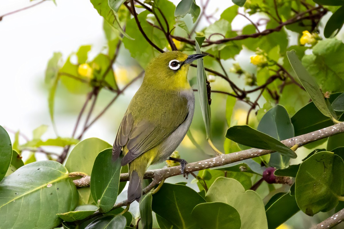 Swinhoe's White-eye - ML645932527