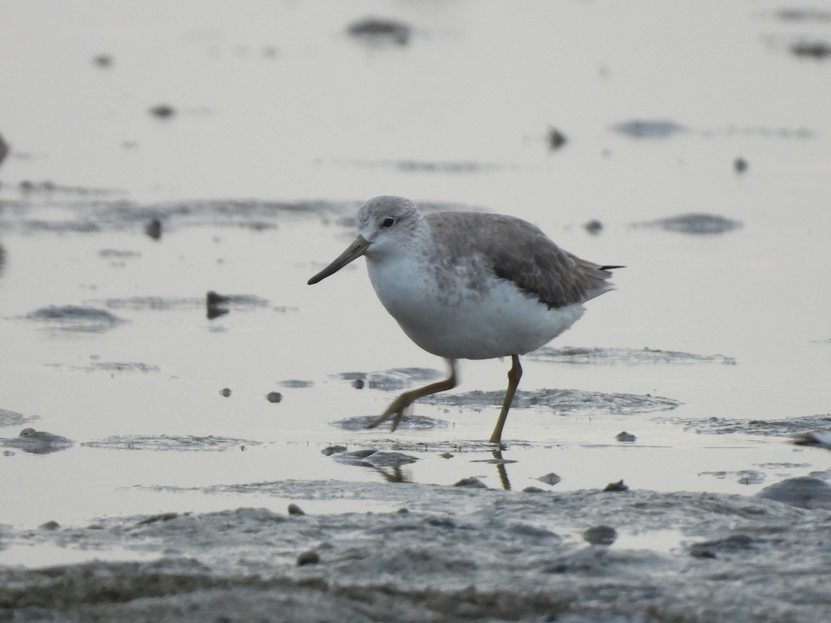 Nordmann's Greenshank - ML645932528