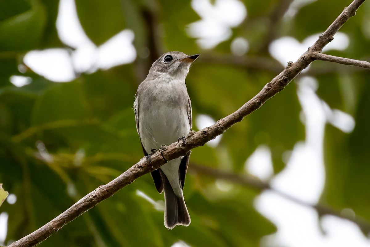 Asian Brown Flycatcher - ML645932529