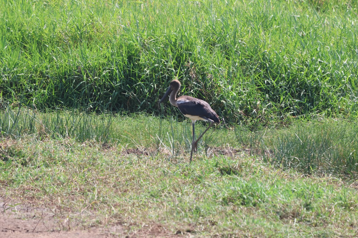 Black-necked Stork - ML645932530