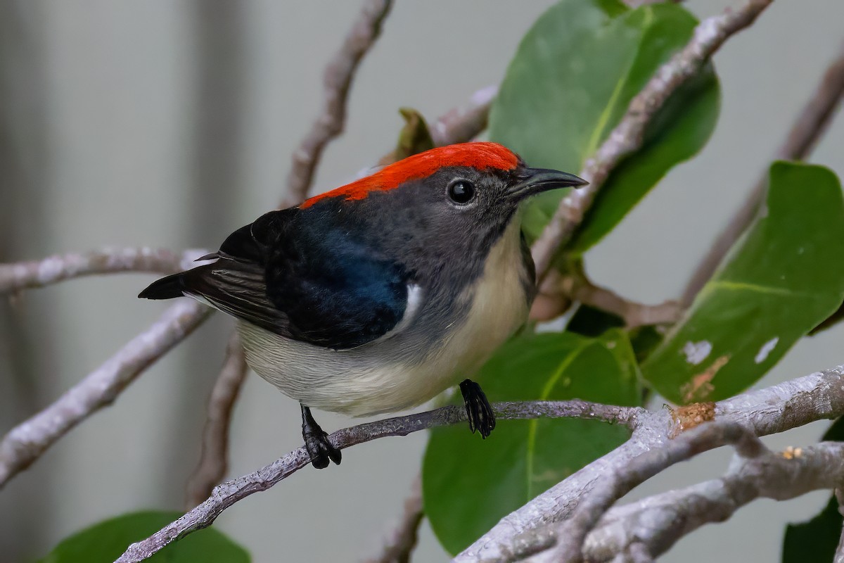 Scarlet-backed Flowerpecker - ML645932531