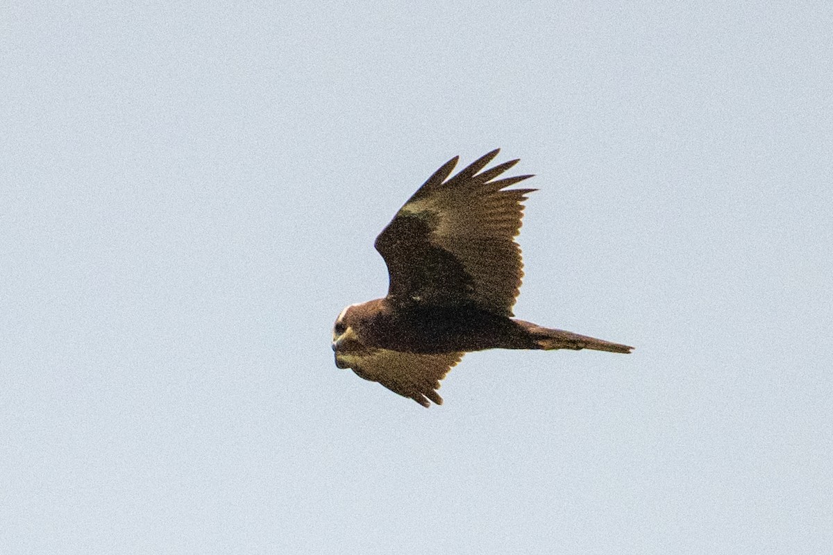 Western Marsh Harrier - ML645932532