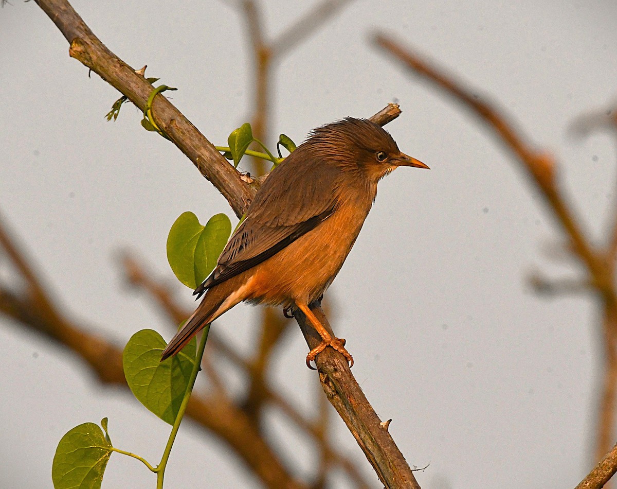 Chestnut-tailed Starling - ML645932533