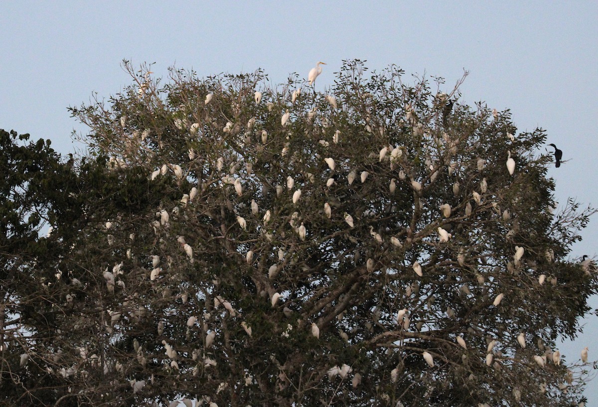 Western Cattle-Egret - ML645932536