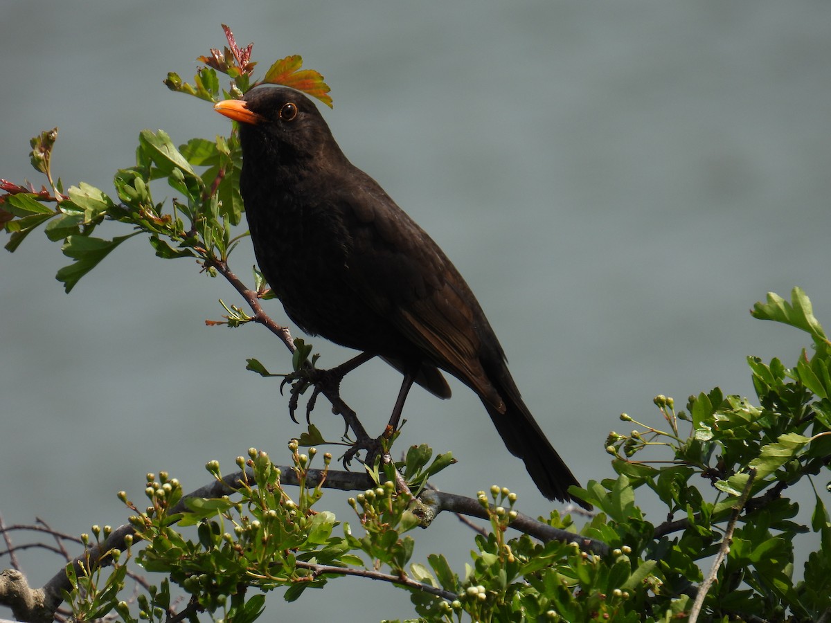 Eurasian Blackbird - ML645932537