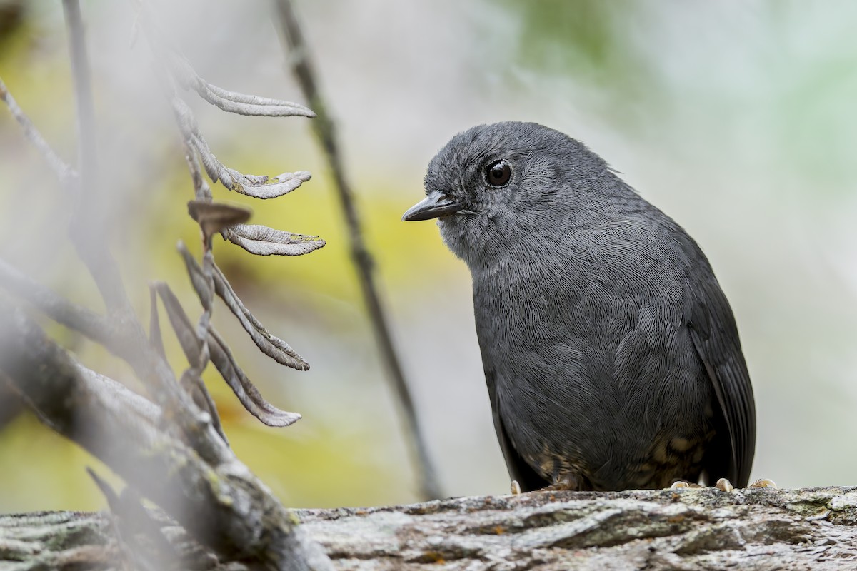 Diamantina Tapaculo - ML645932539