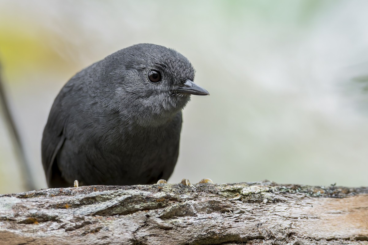 Diamantina Tapaculo - ML645932540