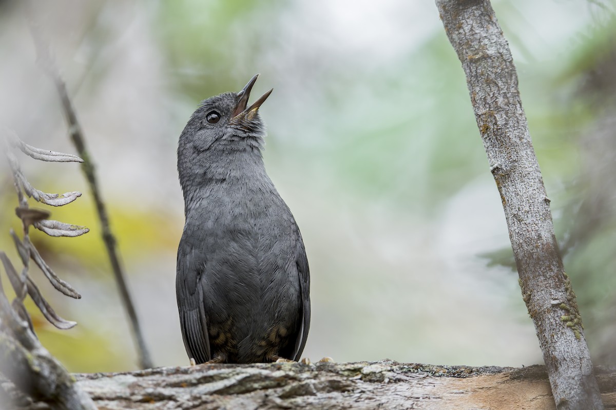 Diamantina Tapaculo - ML645932541
