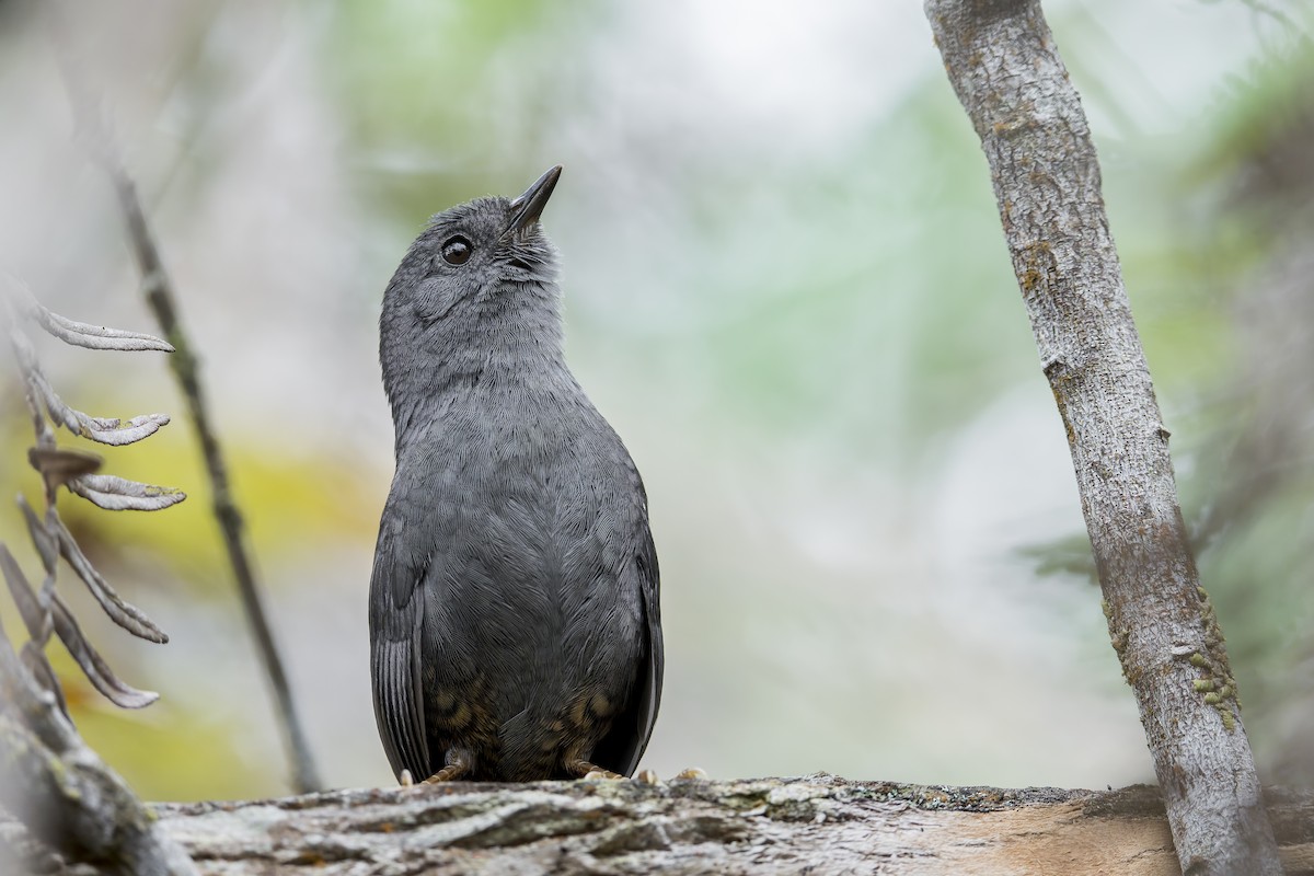 Diamantina Tapaculo - ML645932542
