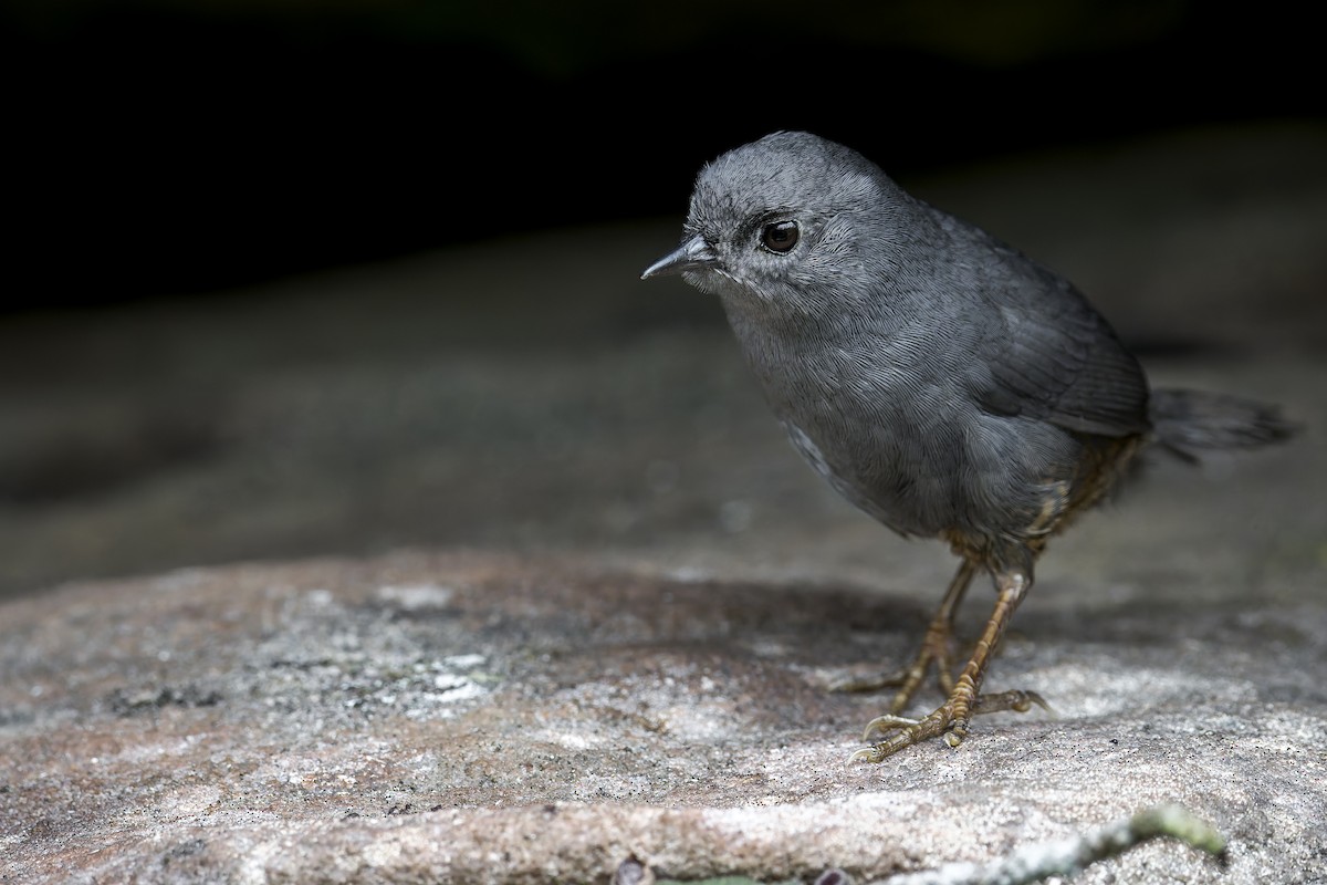 Diamantina Tapaculo - ML645932543