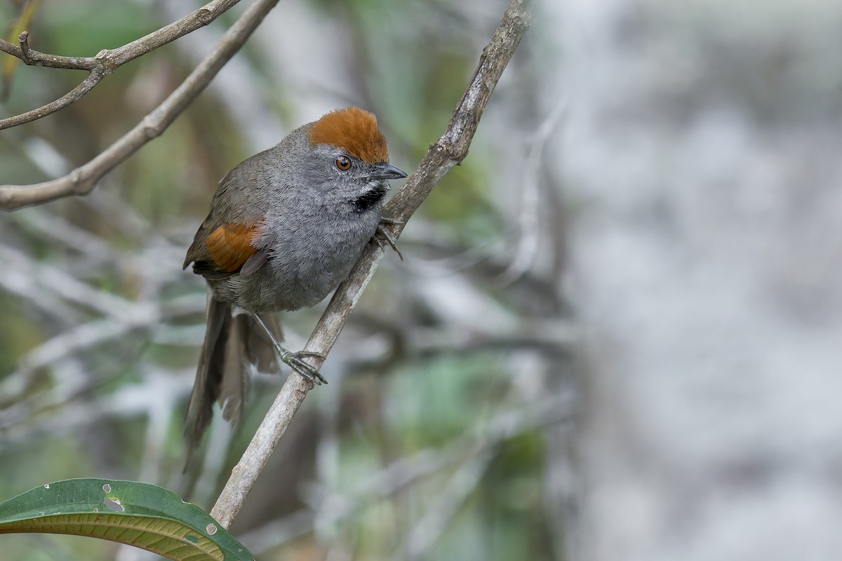 Spix's Spinetail - ML645932544