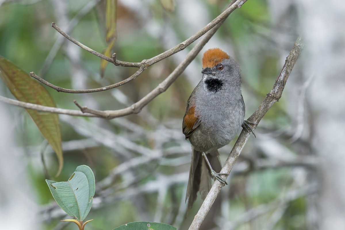 Spix's Spinetail - ML645932545