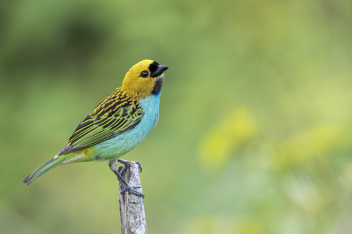Gilt-edged Tanager - ML645932546