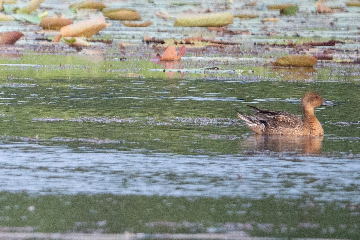 Northern Pintail - ML645932547