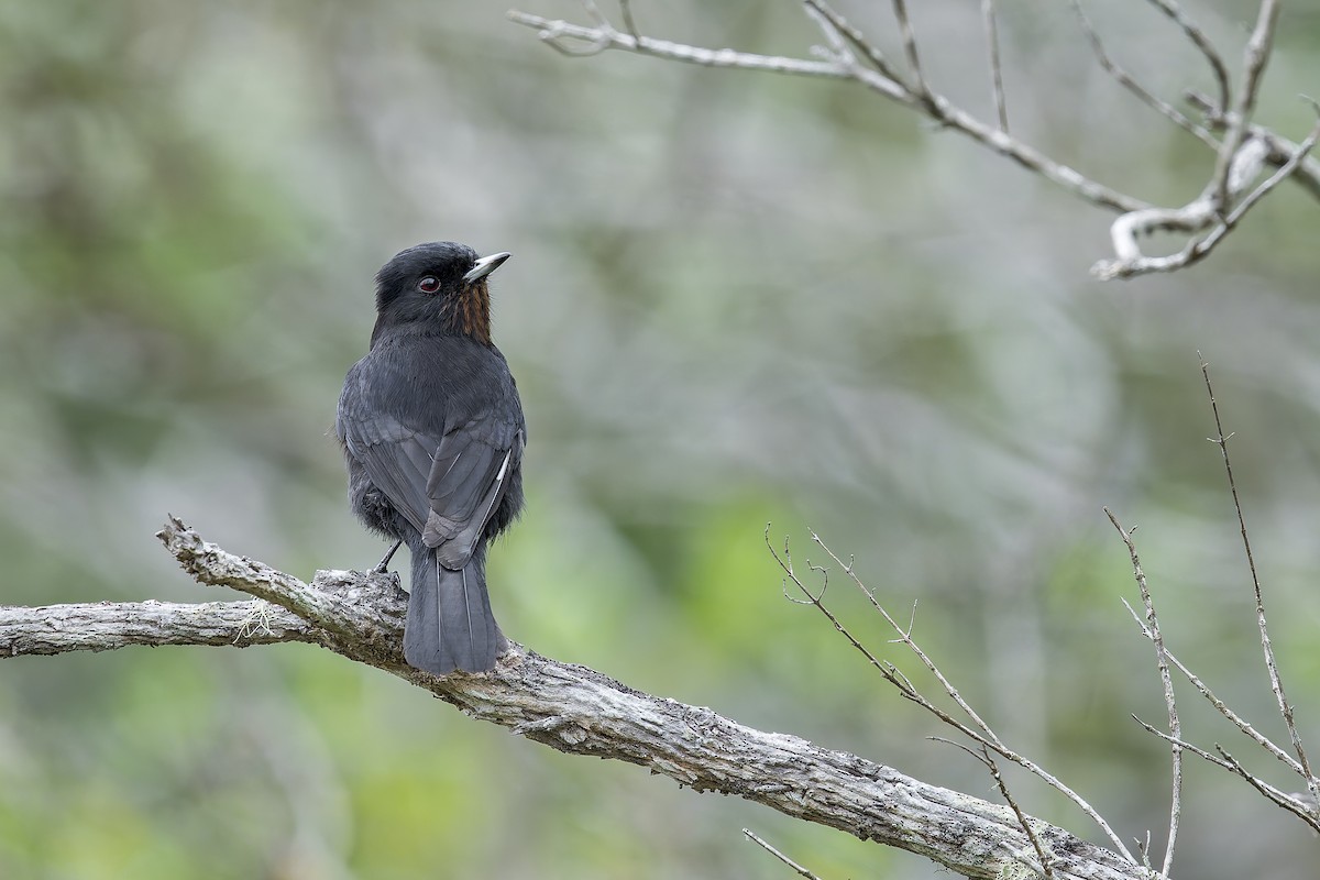 Velvety Black-Tyrant - ML645932550