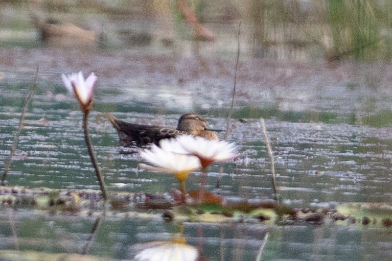 Garganey - ML645932551