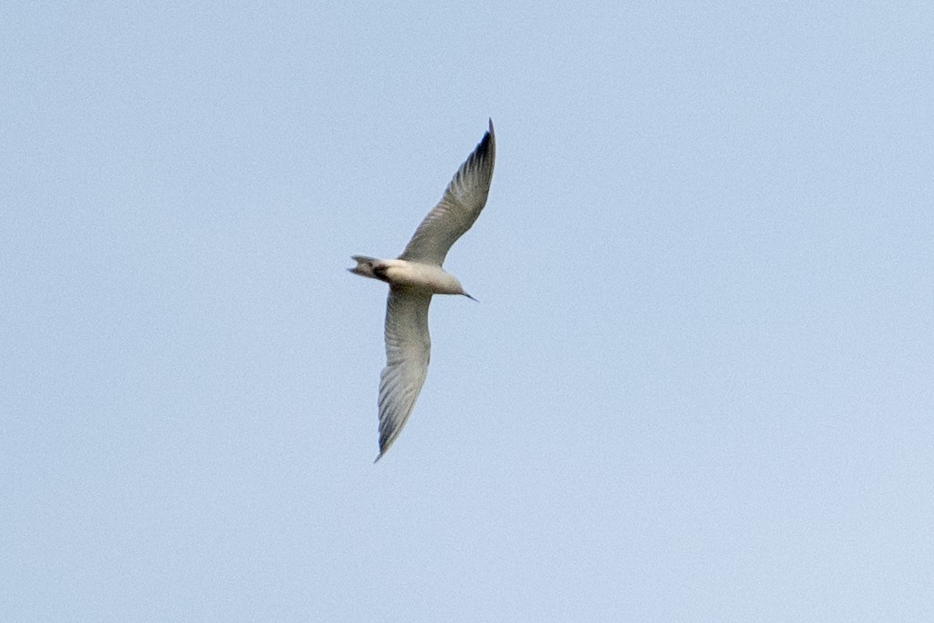 Whiskered Tern - ML645932552
