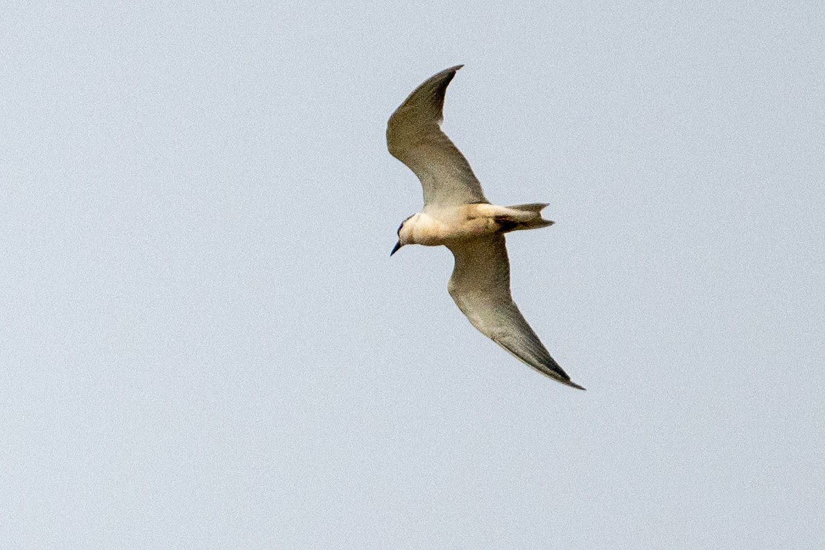 Whiskered Tern - ML645932553