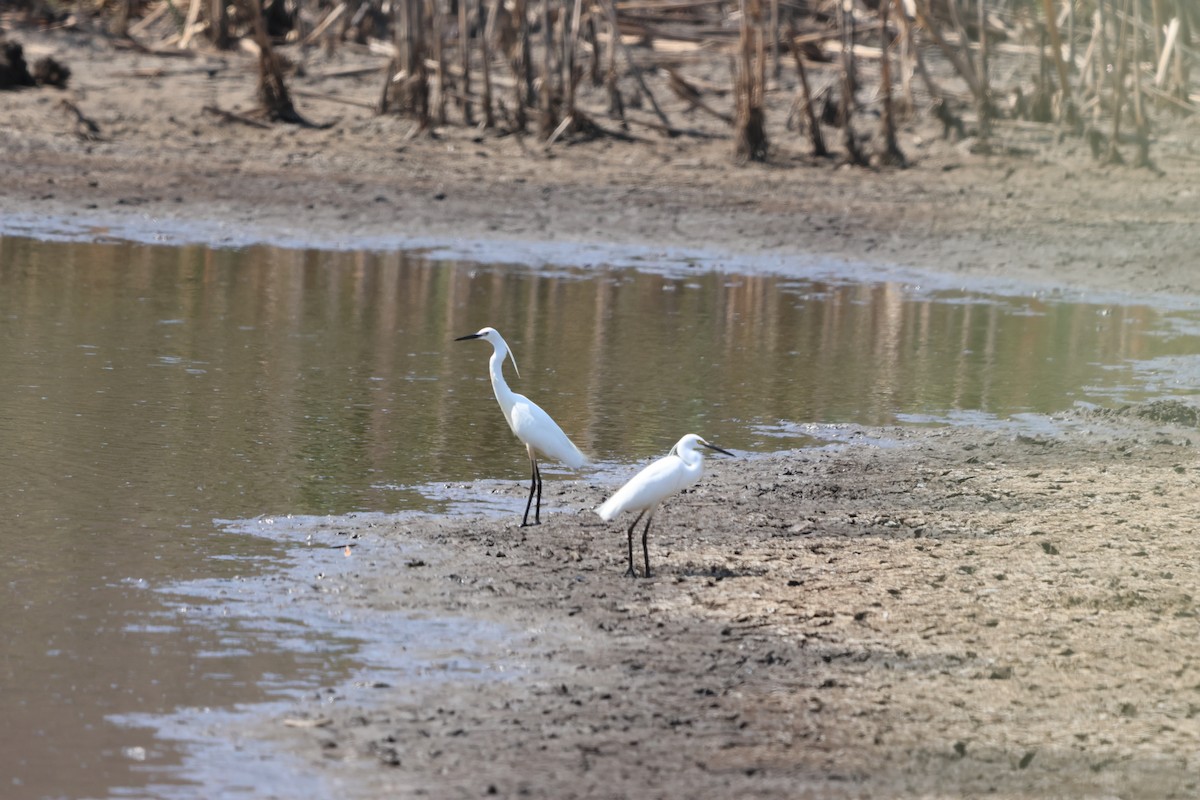 Seidenreiher - ML645932554