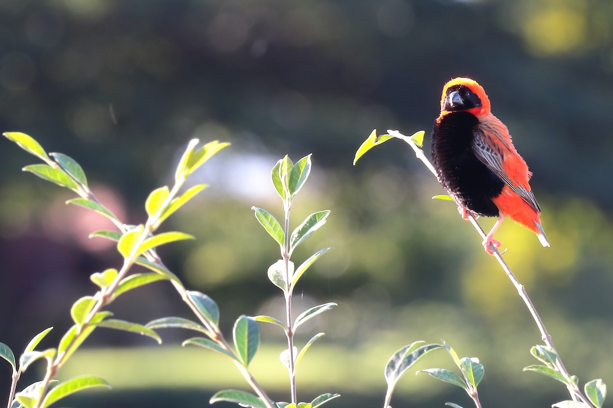 Oryxweber - ML645932555