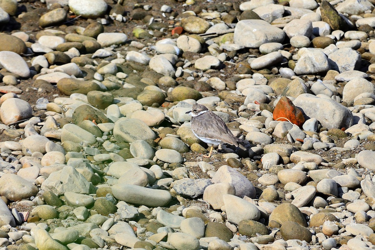 Long-billed Plover - ML645932556