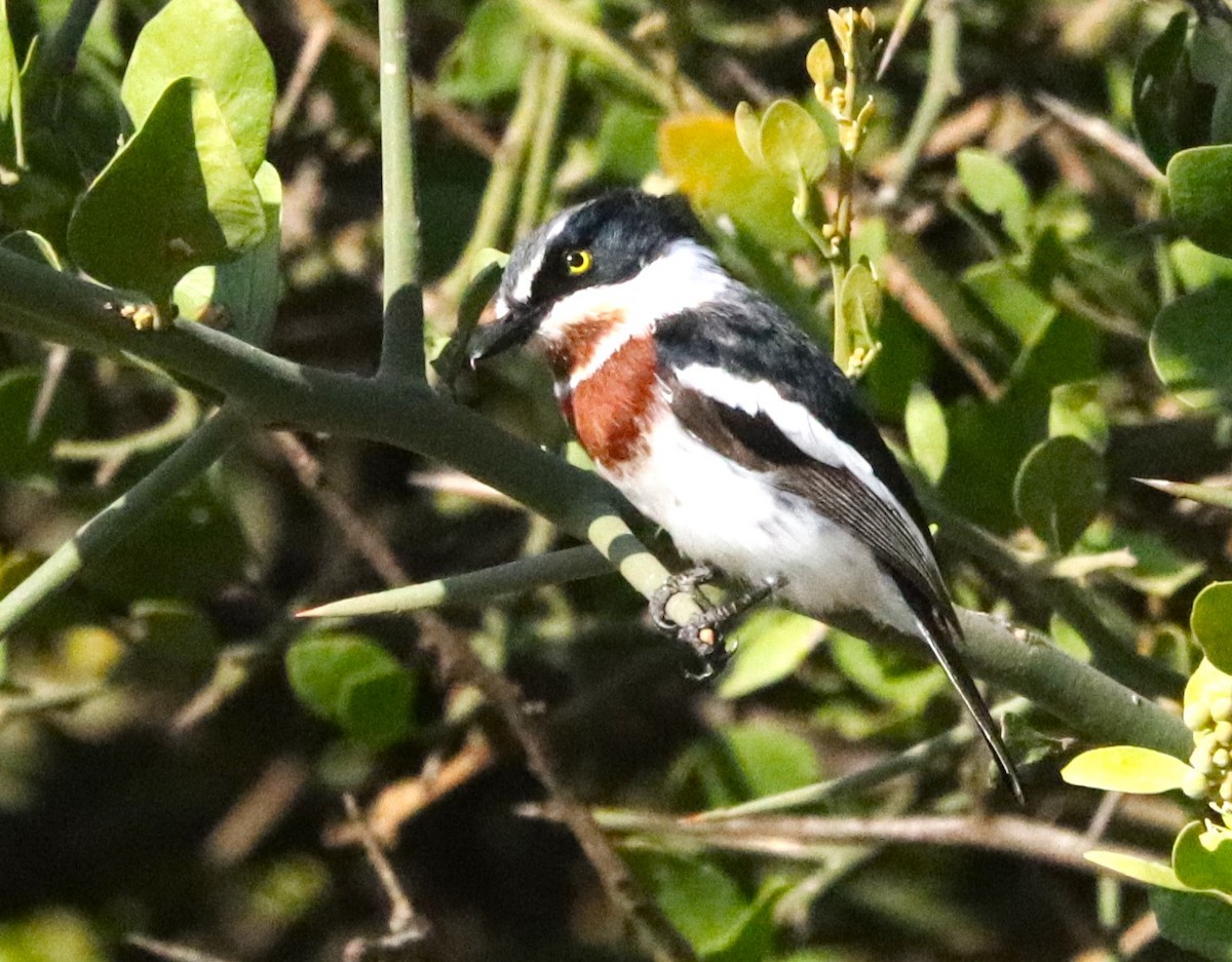 Weißflankenschnäpper - ML645932557