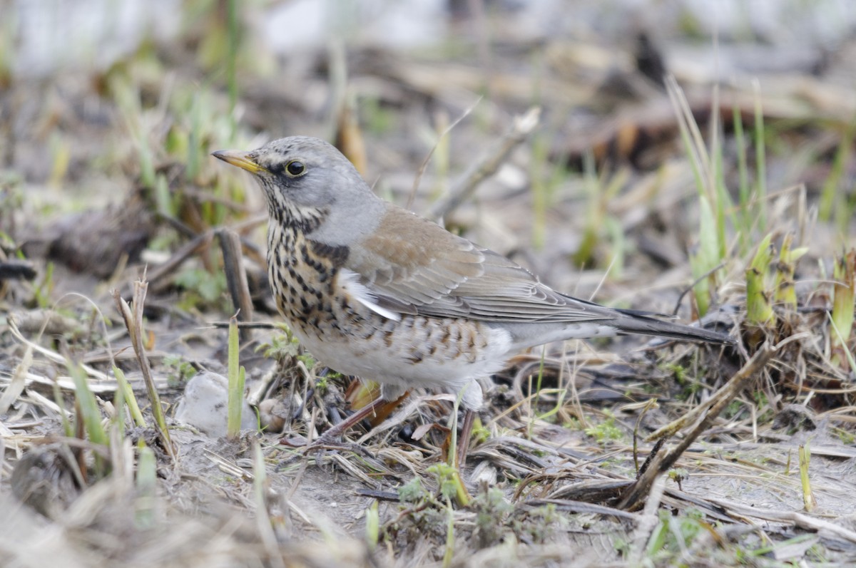 Wacholderdrossel - ML645932559