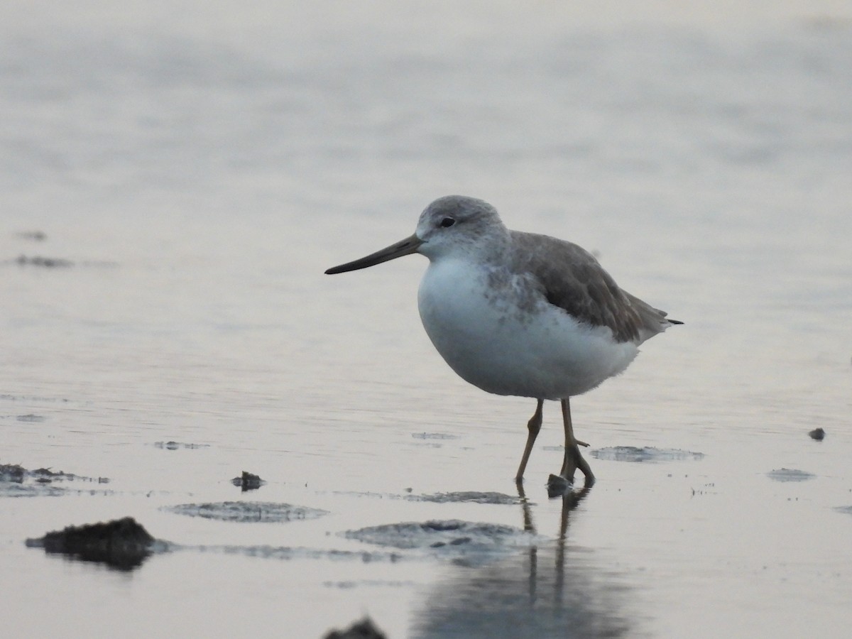 Tüpfelgrünschenkel - ML645932560