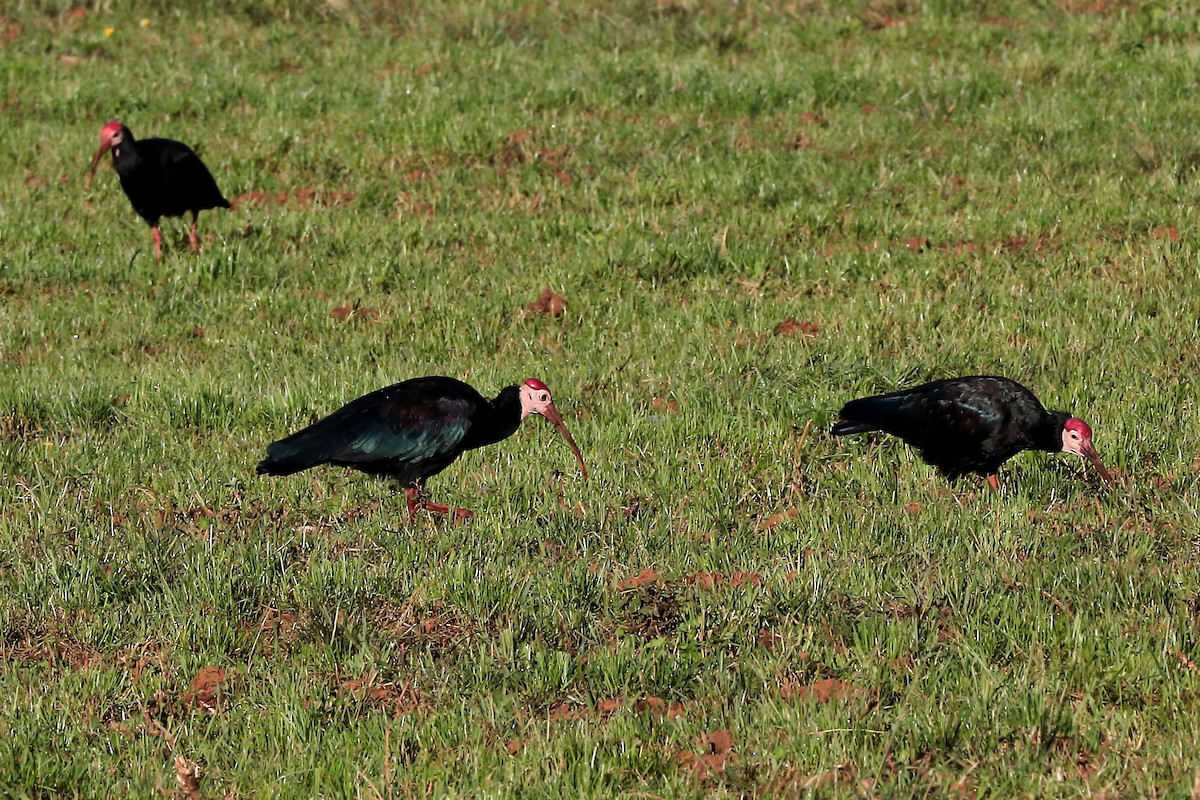 Kahlkopfibis - ML645932562