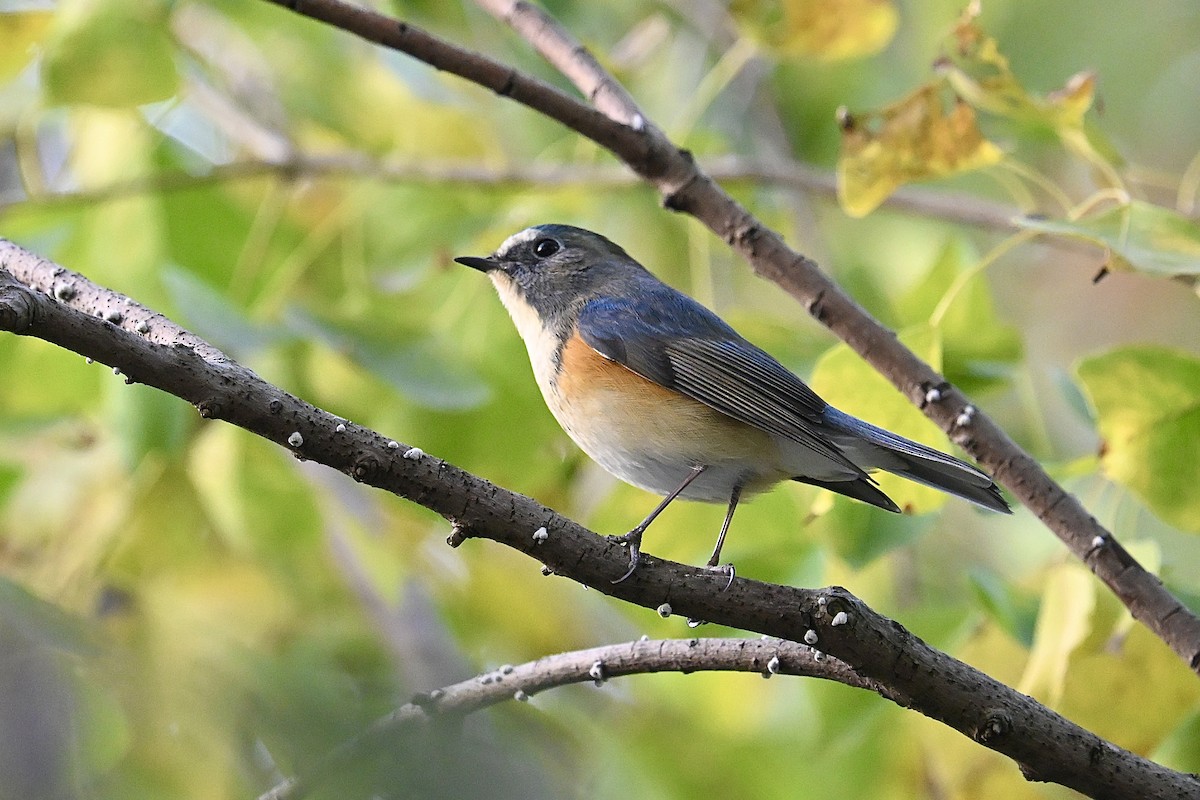 Blauschwanz - ML645932563