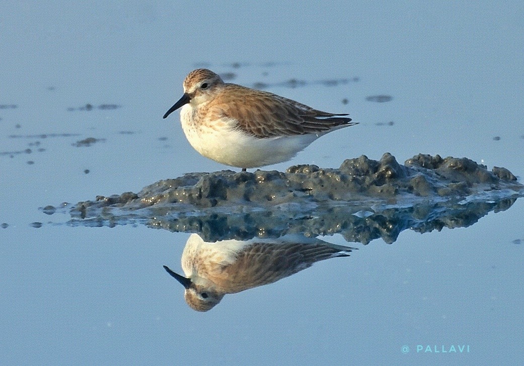Alpenstrandläufer - ML645932564