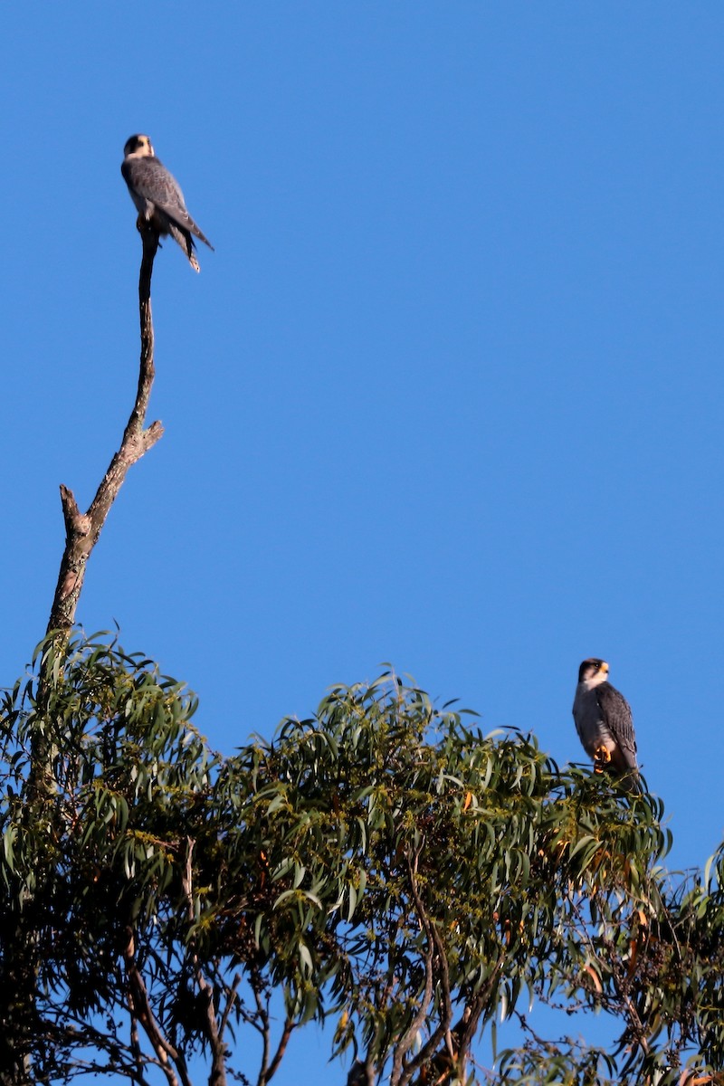 Wanderfalke - ML645932571