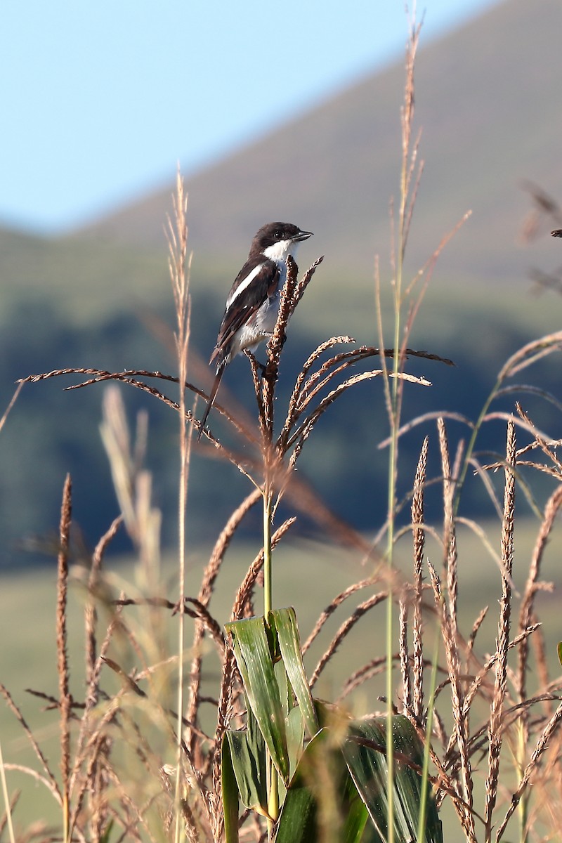 Fiskalwürger - ML645932572