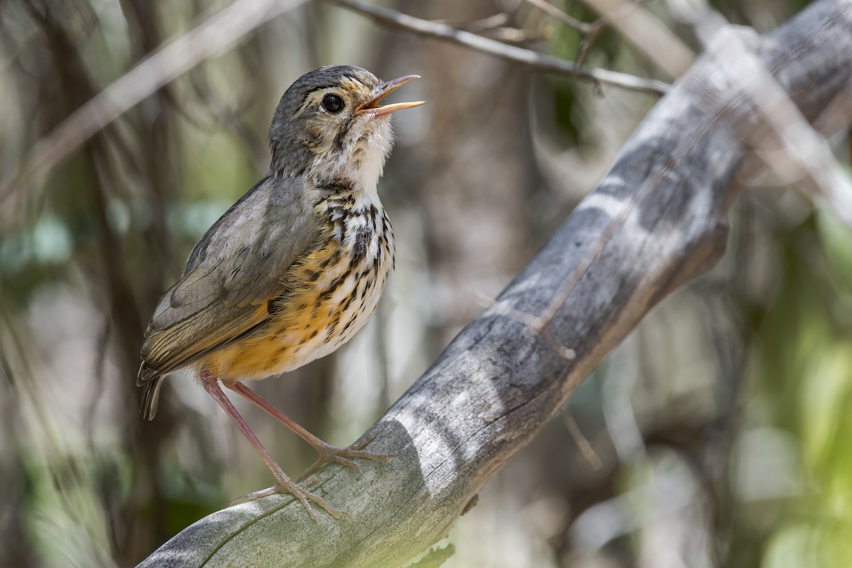 Weißbrauen-Ameisenpitta - ML645932574
